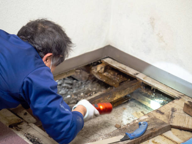 Best Best Mold Removal Companies  in Winter Gardens, CA