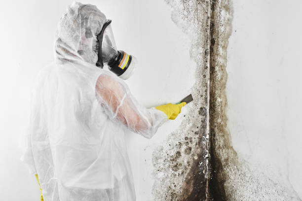 Best Residential Mold Removal  in Winter Gardens, CA