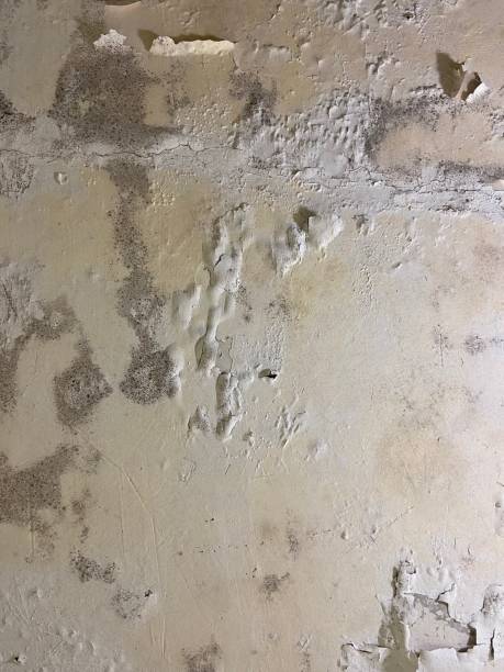 Best Home Mold Removal  in Winter Gardens, CA