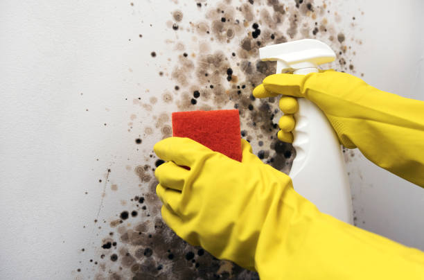 Best Black Mold Removal  in Winter Gardens, CA