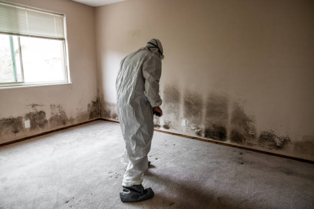 Best Crawl Space Mold Removal  in Winter Gardens, CA