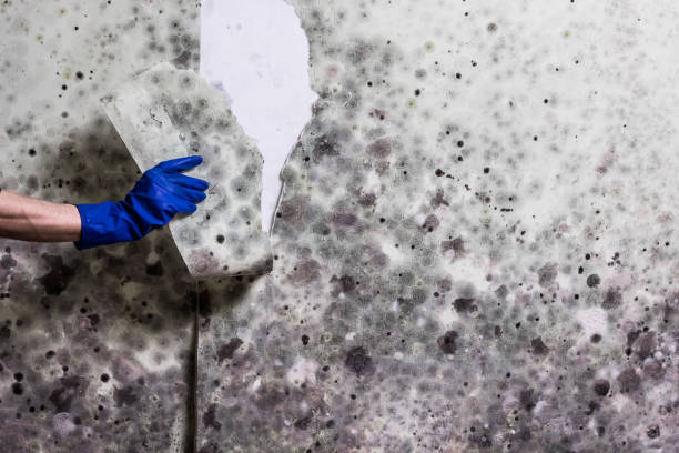 Best Office Mold Removal Services  in Winter Gardens, CA