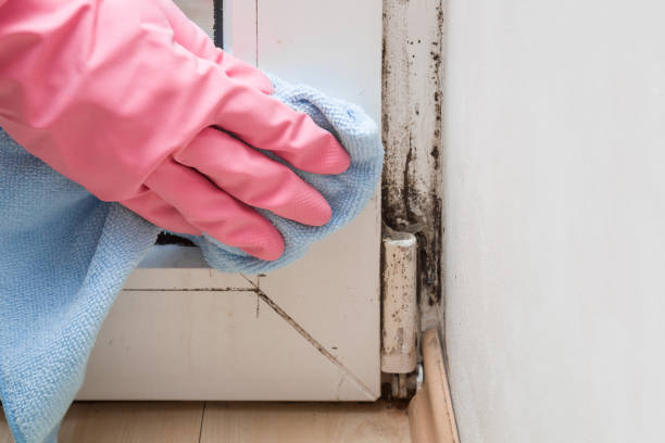 Best Same-Day Mold Removal  in Winter Gardens, CA